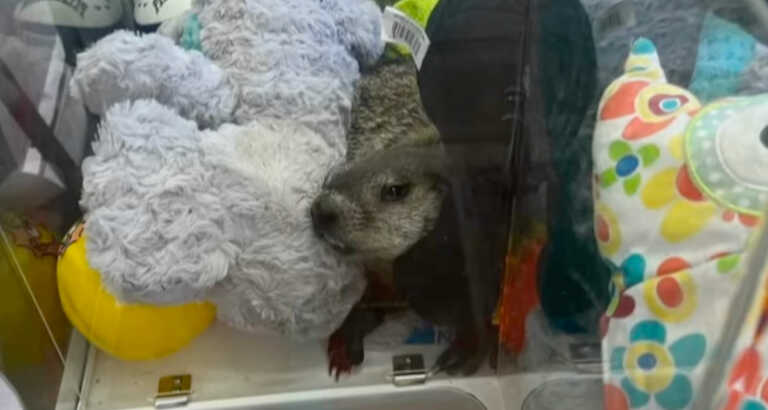 Groundhog Takes Up Residence In A Claw Machine Game