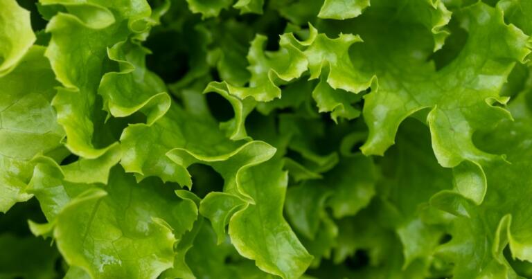Here’s Every Restaurant and Product Affected By The Taylor Farms Lettuce Recall