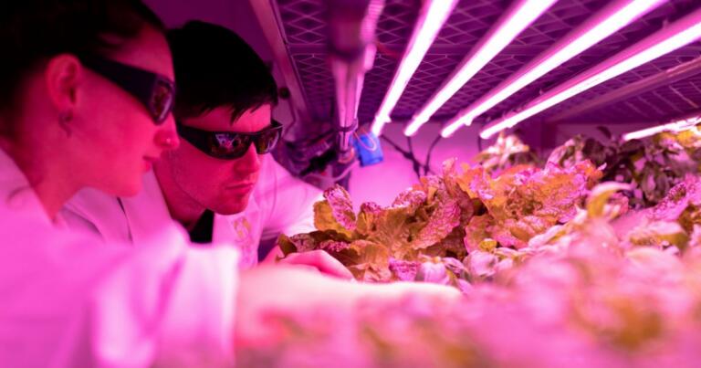 Wait, Is Taylor Farms Really At Fault In The Lettuce Recall?