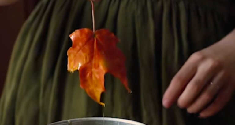 Preserve Fall Foliage Without Pressing Them